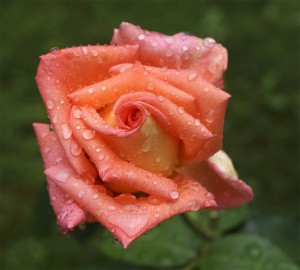 07_Rose